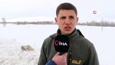  Sivas'ın ayazına dayanamayan kurt dondu 