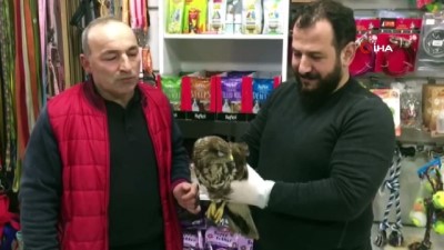  Yaralı halde bulunan Doğan tedavi edildi 