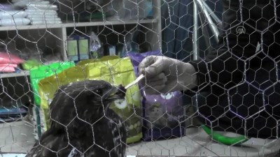 Yaralı halde bulunan kartal tedavi altına alındı - DÜZCE 