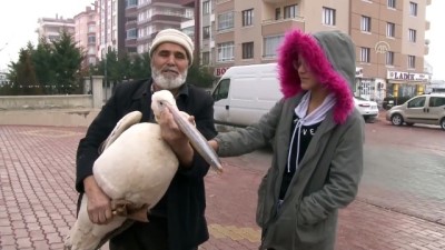 pazar gunu - Yaralı pelikana bir gece evinde baktı - KONYA  Videosu
