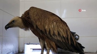 tedavi sureci -  Çobanlar buldu... Zehirlendiği ortaya çıktı Videosu