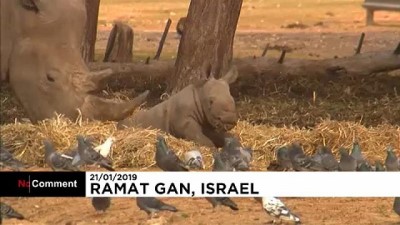 hayvanat bahcesi - İsrail'de yeni dünyaya gelen yavru gergedan güneşli havanın tadını çıkardı Videosu