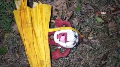 kayinvalide -  Kayınvalidesini doktora götürürken kazada öldü Videosu