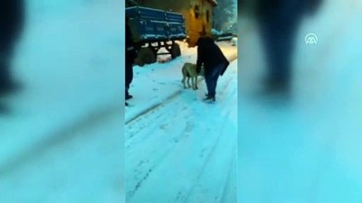 Köpeğin başındaki teneke çıkarıldı - TOKAT 
