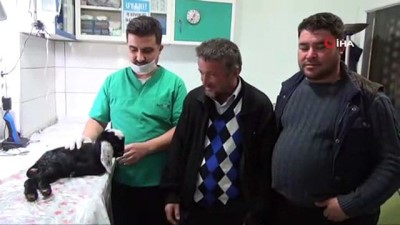 dogus -  Silifke'de oğlağa ameliyatla anüs açıldı  Videosu