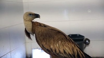 Zehirlenen kızıl akbaba tedavi edildi - DENİZLİ