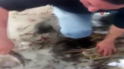  Buzun altından elleriyle balık çıkardılar 