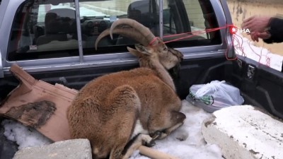  Çetin geçen kış, koruma altındaki dağ keçilerini de etkiliyor 