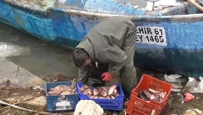 tatli su kaynaklari - Çin sazanı balıkçıların yeni umudu oldu - KONYA  Videosu