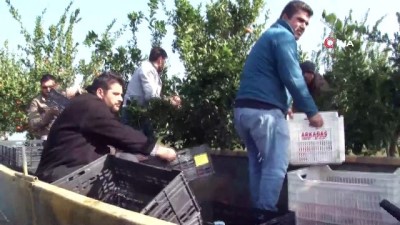  Çukurova'da kayıkla mandalina hasadı