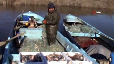  Manyas gölünde sazan bolluğu 