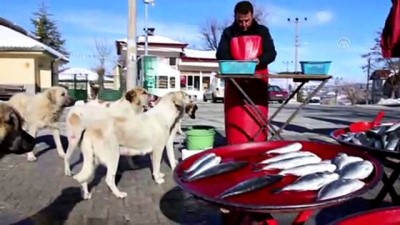 Sokak köpekleri seyyar balıkçının yolunu gözlüyor - KONYA 