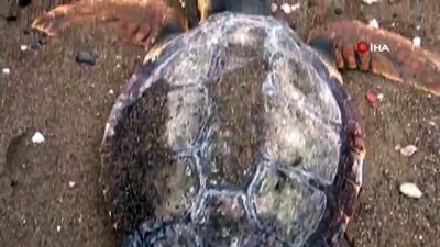 baros -  Çanakkale'de sahile ölü caretta caretta vurdu Videosu