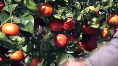  Çukurova'da kayıkla mandalina hasadı 