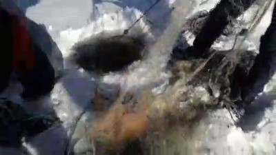 ekince - Eskimo usulü avcılıkta sezonun en büyük balığını yakaladı - ARDAHAN  Videosu