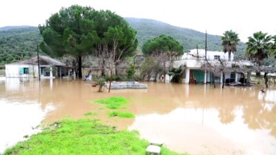 zeytin agaci - Milas'ta şiddetli yağış ve fırtına hayatı olumsuz etkiledi - MUĞLA Videosu