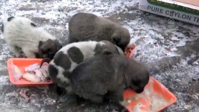 donma tehlikesi - Donma tehlikesi geçiren köpek yavrularına sahip çıktılar - MUŞ  Videosu