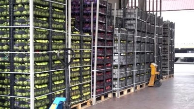 Rusya'ya 30 bin ton kabak ihraç edildi - TRABZON 