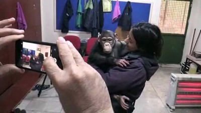 hayvanat bahcesi - Şempanze Can'a 'özel aile terapisi' - GAZİANTEP  Videosu