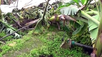 Hortum seraları yıktı - MERSİN