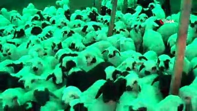 asiret -  Koyun ve kuzuların renkli buluşması  Videosu