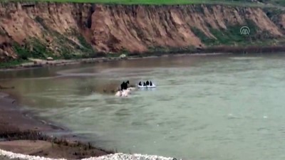 Nehirde mahsur kalan 4 at kurtarıldı - ŞIRNAK