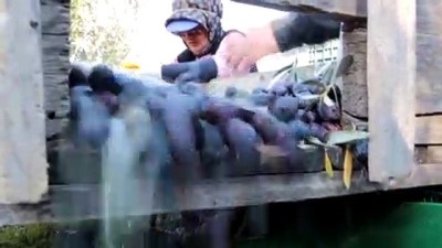 Mut zeytinyağı Avrupa'da da tescile hazırlanıyor - MERSİN 