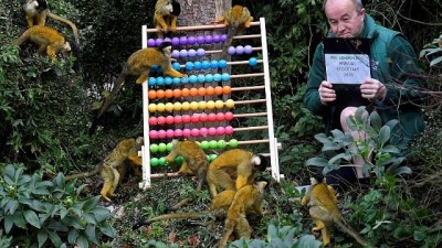 nufus sayimi - Hayvanat bahçesinde abaküsle nüfus sayımı Videosu