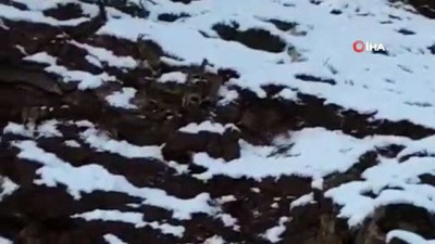yaban kecisi -  Köpekler yaban keçilerine saldırdı  Videosu