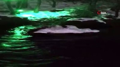 isaf -  Koruma altındaki su samurunun kar keyfi kamerada Videosu