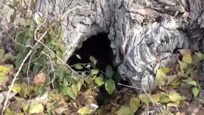 yaz sicaklari - Köylüler asırlık kavak ağacı 'anıt ağaç' olsun istiyor - TOKAT  Videosu
