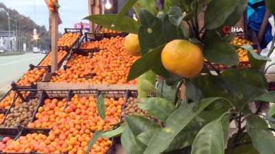 gribal enfeksiyon -  Rize’de mandalina hasadı başladı  Videosu