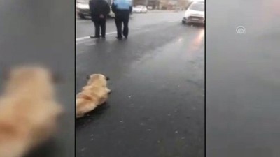 zabita ekibi - Zabıta ekipleri, yaralı köpek için yolu trafiğe kapattı - ŞANLIURFA Videosu