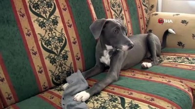 tedavi sureci -  Çöp kenarında bulduğu köpeği okul harçlıklarıyla hayata bağladı  Videosu
