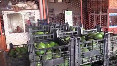 Avokadoda hedef 60 milyon adet - ANTALYA 