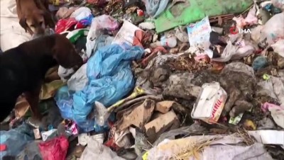 yasam mucadelesi -  Bilecik'te ölüme terk edilen köpeklere SOHAYKO sahip çıktı Videosu