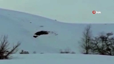  Kurt sürüsü şehre indi