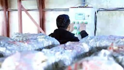 İstanbul'dan döndü, köyünde istiridye mantarı yetiştiriyor - MALATYA 