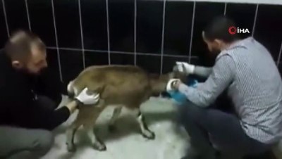 yaban kecisi -  Kayalıktan düşen yavru yaban keçisi ve dereye düşen köpek, tedavi altına alındı  Videosu