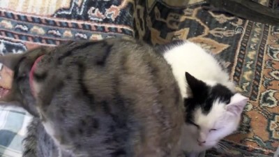 sabah ezani - Odunpazarı'nın kedileri bu sokakta huzur buluyor - ESKİŞEHİR  Videosu