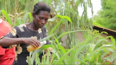  | Malavili çiftçilerin tuz ve acı biberli böcekle mücadelesi