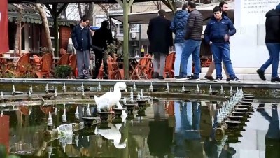cay bahcesi - Boynuna plastik poşet takılan kaz kurtarıldı - MANİSA Videosu