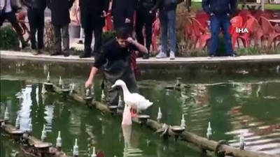 cay bahcesi -  Boynuna poşet dolanan kazı itfaiye kurtardı  Videosu