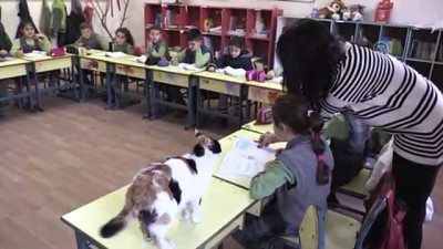 hayvan sevgisi - Kedi 'Pamuk' okullu oldu - AYDIN  Videosu