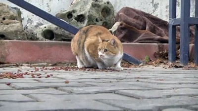 'Sevimli patilere' polisler sahip çıktı - KASTAMONU 