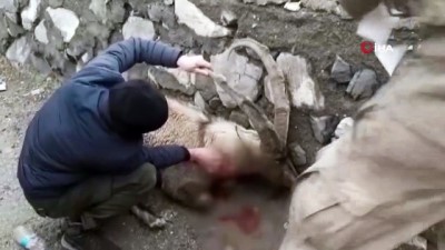 dag kecisi -  İlk müdahalesi Mehmetçik tarafından yapılan yaralı dağ keçisi kurtarılamadı  Videosu