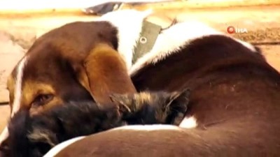 av kopegi -  Kedi ile köpeğin dostluğu görenleri şaşırtıyor  Videosu