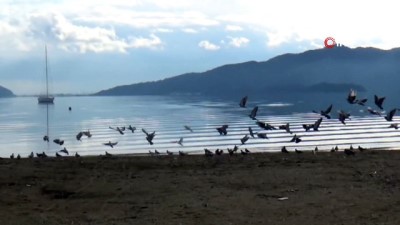  Kışın gelmesiyle plajlar onlara kaldı 