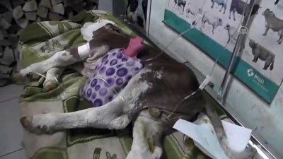 tedavi sureci - Prematüre buzağı hayata tutunmaya çalışıyor - DÜZCE  Videosu