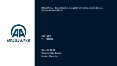 Aç kalan çakal şehre indi - BİLECİK